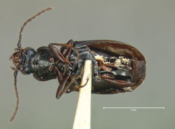 Media type: image;   Entomology 5506 Aspect: habitus ventral view